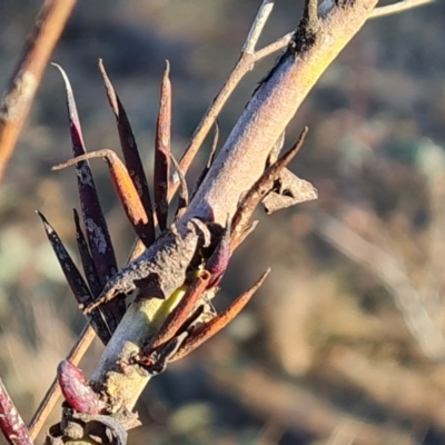 Terobiella sp. (genus) (A gall forming wasp) at Isaacs Ridge and Nearby - 18 Jun 2023 by Mike