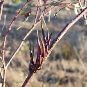 Terobiella sp. (genus) at Jerrabomberra, ACT - 18 Jun 2023