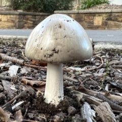 Unverified Cap on a stem; gills below cap [mushrooms or mushroom-like] at Kensington Gardens, SA - 12 Jun 2023 by JanetRussell