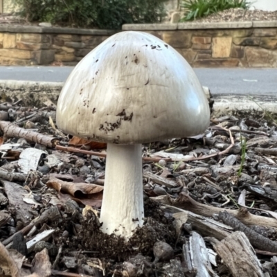 Unidentified Cap on a stem; gills below cap [mushrooms or mushroom-like] at Kensington Gardens, SA - 12 Jun 2023 by JanetRussell