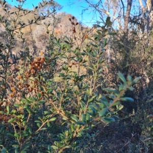 Bursaria spinosa subsp. lasiophylla at Jerrabomberra, ACT - 18 Jun 2023