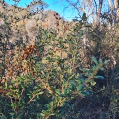 Bursaria spinosa subsp. lasiophylla (Australian Blackthorn) at Isaacs Ridge Offset Area - 18 Jun 2023 by Mike