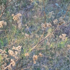 Cassinia quinquefaria (Rosemary Cassinia) at Jerrabomberra, ACT - 18 Jun 2023 by Mike