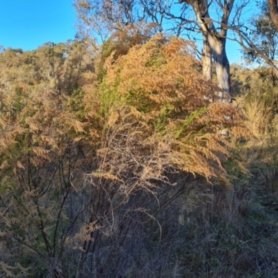 Cassinia sifton (Sifton Bush, Chinese Shrub) at Isaacs Ridge and Nearby - 18 Jun 2023 by Mike