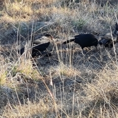 Corcorax melanorhamphos (White-winged Chough) at Isaacs Ridge Offset Area - 18 Jun 2023 by Mike