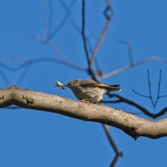 Daphoenositta chrysoptera (Varied Sittella) at Higgins, ACT - 18 Jun 2023 by Trevor