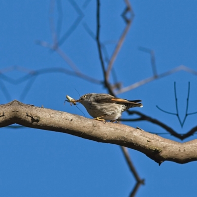 Daphoenositta chrysoptera (Varied Sittella) at Higgins Woodland - 18 Jun 2023 by Trevor