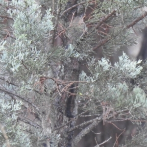 Acanthiza apicalis at Matong, NSW - suppressed