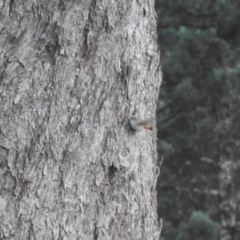 Acanthiza uropygialis (Chestnut-rumped Thornbill) at Matong State Forest - 28 May 2023 by Liam.m