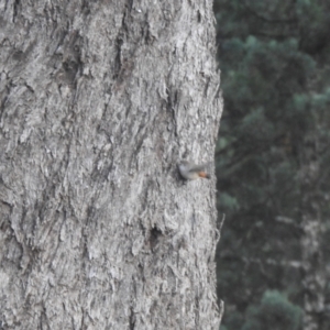 Acanthiza uropygialis at Matong, NSW - 28 May 2023