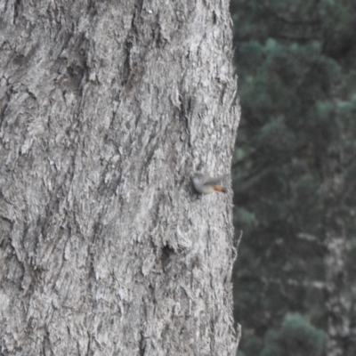 Acanthiza uropygialis (Chestnut-rumped Thornbill) at Matong, NSW - 28 May 2023 by Liam.m