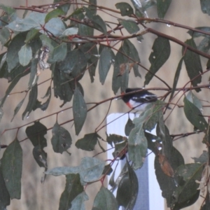 Petroica goodenovii at Matong, NSW - suppressed