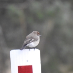 Petroica goodenovii at Matong, NSW - 28 May 2023