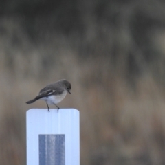 Petroica goodenovii at Matong, NSW - 28 May 2023