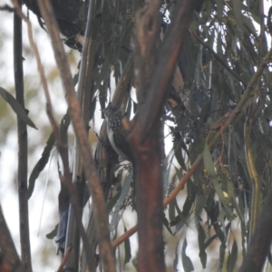 Plectorhyncha lanceolata at Matong, NSW - 28 May 2023