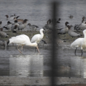 Platalea flavipes at Currawarna, NSW - suppressed