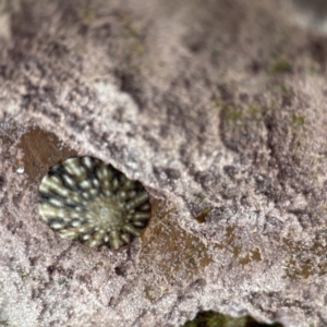 Cellana tramoserica at Lilli Pilli, NSW - 18 Jun 2023