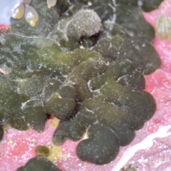 Porifera sp. at Batemans Marine Park - 18 Jun 2023 by Hejor1