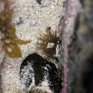 Aulactinia veratra at Lilli Pilli, NSW - 18 Jun 2023