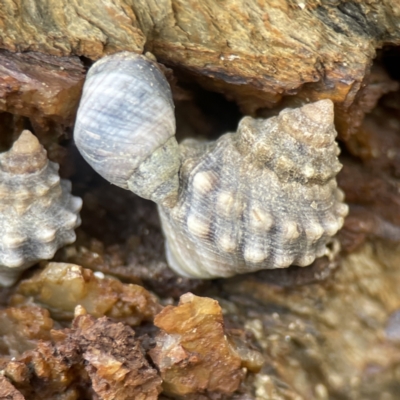 Nodilittorina pyramidalis (Nodilittorina pyramidalis) at Batemans Marine Park - 18 Jun 2023 by Hejor1