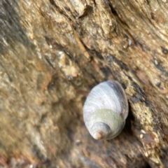 Austrolittorina unifasciata at Lilli Pilli, NSW - 18 Jun 2023