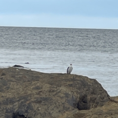 Microcarbo melanoleucos (Little Pied Cormorant) at Lilli Pilli, NSW - 18 Jun 2023 by Hejor1