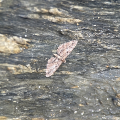 Unidentified Geometer moth (Geometridae) at Lilli Pilli, NSW - 18 Jun 2023 by Hejor1