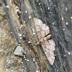 Chloroclystis insigillata at Lilli Pilli, NSW - 18 Jun 2023