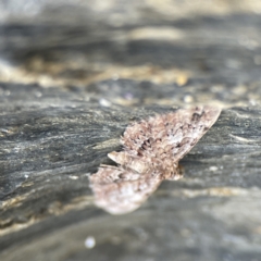 Chloroclystis insigillata at Lilli Pilli, NSW - 18 Jun 2023 12:56 PM