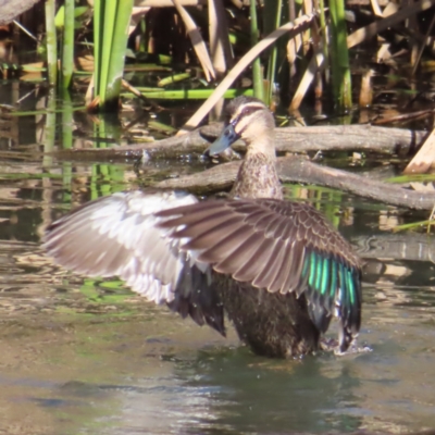 Anas superciliosa (Pacific Black Duck) at Fyshwick, ACT - 18 Jun 2023 by MatthewFrawley