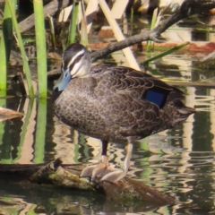 Anas superciliosa at Fyshwick, ACT - 18 Jun 2023