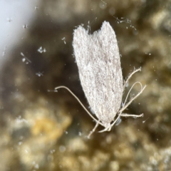 Chezala privatella (A Concealer moth) at Batemans Marine Park - 18 Jun 2023 by Hejor1
