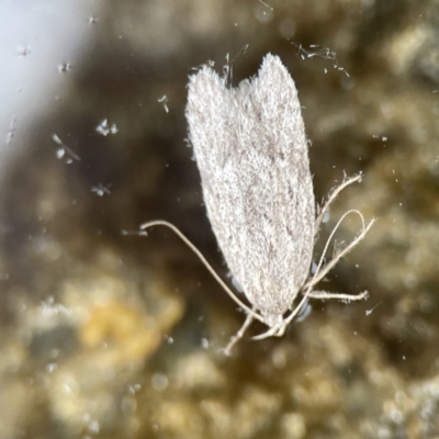 Chezala privatella (A Concealer moth) at Batemans Marine Park - 18 Jun 2023 by Hejor1