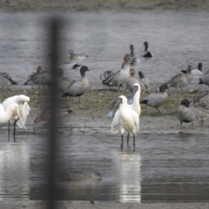 Platalea regia at Currawarna, NSW - suppressed