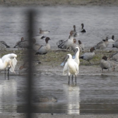 Platalea regia (Royal Spoonbill) at Currawarna, NSW - 28 May 2023 by Liam.m