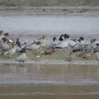 Erythrogonys cinctus (Red-kneed Dotterel) at Currawarna, NSW - 28 May 2023 by Liam.m