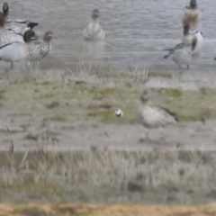 Charadrius melanops (Black-fronted Dotterel) at Currawarna, NSW - 28 May 2023 by Liam.m