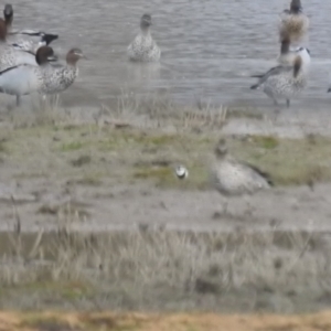 Charadrius melanops at Currawarna, NSW - suppressed