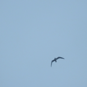 Hydroprogne caspia at Wagga Wagga, NSW - 29 May 2023