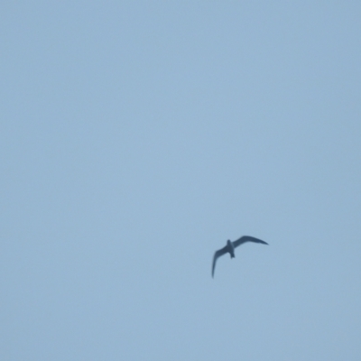 Hydroprogne caspia (Caspian Tern) at Wagga Wagga, NSW - 29 May 2023 by Liam.m