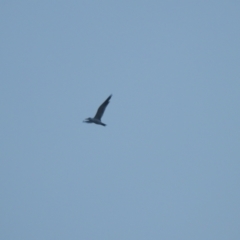 Hydroprogne caspia at Wagga Wagga, NSW - 29 May 2023