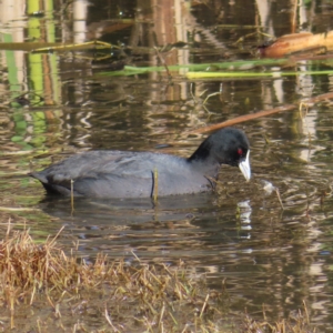 Fulica atra at Fyshwick, ACT - 18 Jun 2023