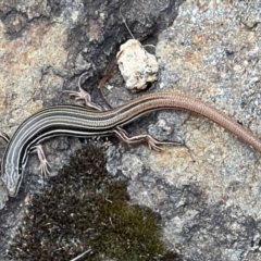 Ctenotus taeniolatus (Copper-tailed Skink) at ANBG - 13 Feb 2023 by JanetRussell