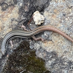Ctenotus taeniolatus (Copper-tailed Skink) at Acton, ACT - 13 Feb 2023 by JanetRussell