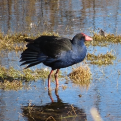 Porphyrio melanotus (Australasian Swamphen) at Jerrabomberra Wetlands - 18 Jun 2023 by MatthewFrawley