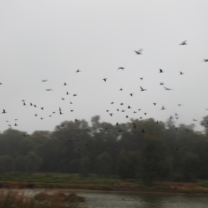 Phalacrocorax sulcirostris at Wagga Wagga, NSW - suppressed