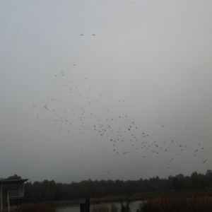 Phalacrocorax sulcirostris at Wagga Wagga, NSW - suppressed