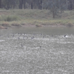 Phalacrocorax sulcirostris at Wagga Wagga, NSW - suppressed