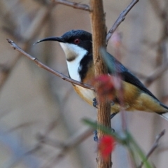 Acanthorhynchus tenuirostris (Eastern Spinebill) at Tahmoor, NSW - 17 Jun 2023 by Freebird