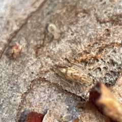 Psocodea 'Psocoptera' sp. (order) (Unidentified plant louse) at Batemans Bay, NSW - 18 Jun 2023 by Hejor1